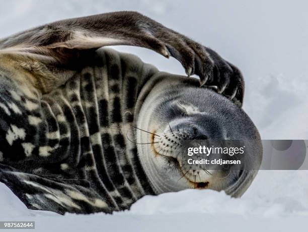 weddell seal scratching antarctica - mamífero fotografías e imágenes de stock