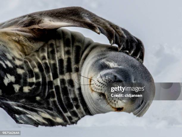 weddell seal scratching antarctica - 哺乳動物 個照片及圖片檔