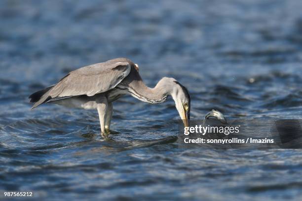 gray heron missing fish - wildunfall stock-fotos und bilder
