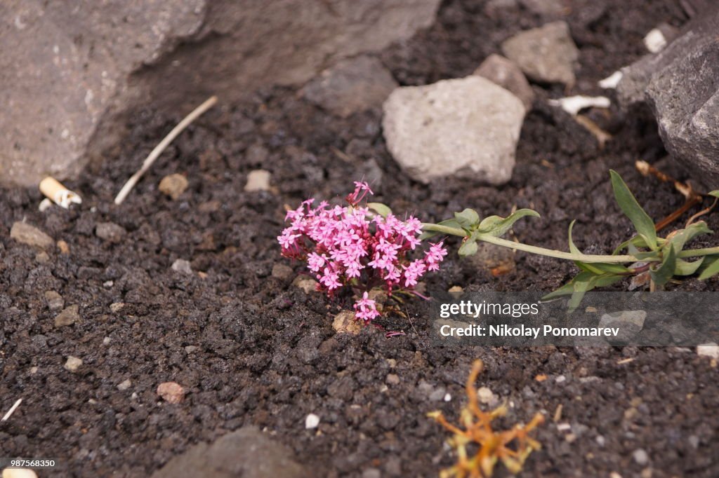 Flowers on the lava