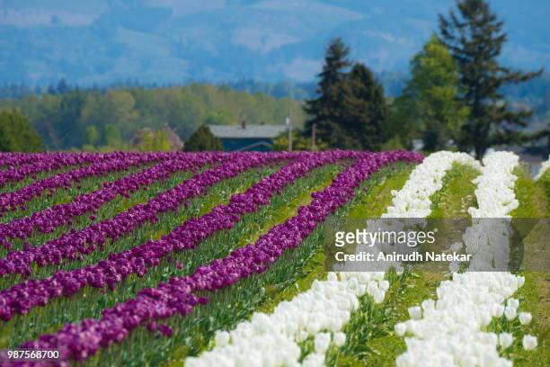 skagit tulip festival 2015 - wax begonia stock pictures, royalty-free photos & images