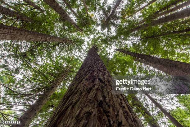 perspective... - giant sequoia stock pictures, royalty-free photos & images