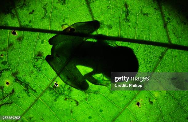 shining through - glass frog stock pictures, royalty-free photos & images