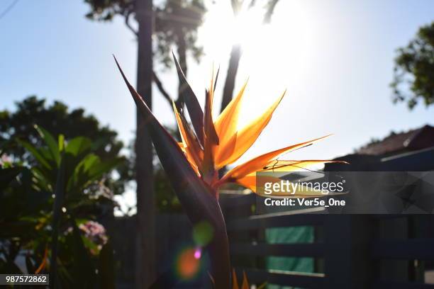 bird of paradise - ver stock pictures, royalty-free photos & images
