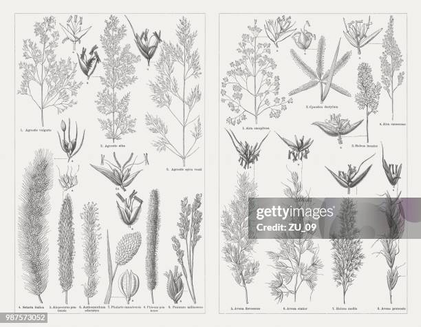 grasses, wood engravings, published in 1897 - bent leaf stock illustrations