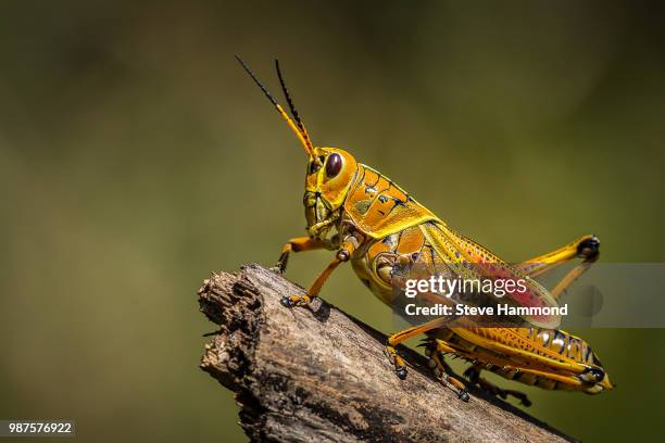 lubber grasshopper - lubber grasshopper bildbanksfoton och bilder