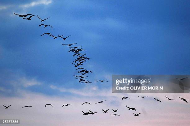 Flock of cranes fly over a lake near Skoevde on April 7, 2010. Every spring, about 15000 cranes make a stopover in this area on their way back to...