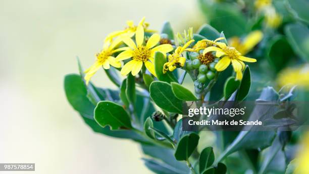 Bitou Flower 58 Bitou Stock Photos, High-Res Pictures, and Images - Getty Images