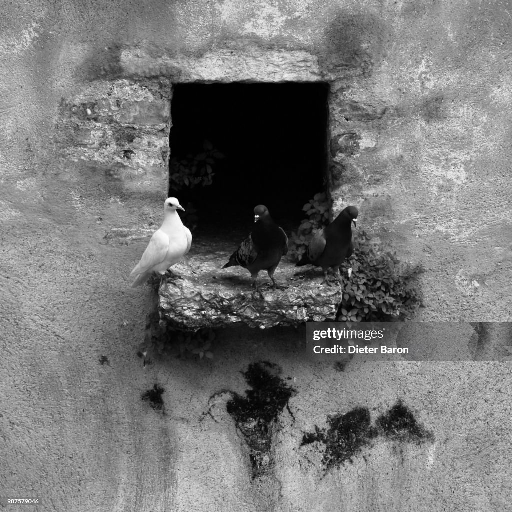 Nesting Place