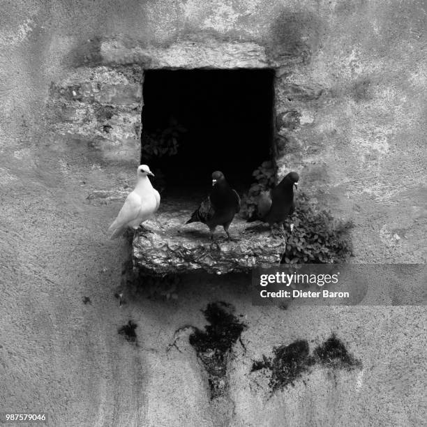 nesting place - charadriiformes stock pictures, royalty-free photos & images