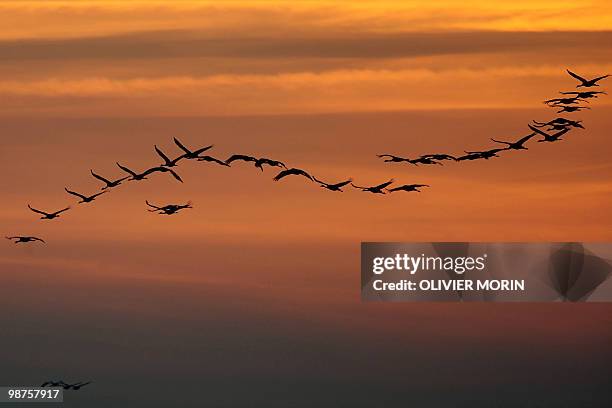 Flock of cranes fly over a lake near Skoevde on April 7, 2010. Every spring, about 15000 cranes make a stopover in this area on their way back to the...