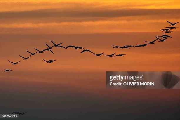 Flock of cranes fly over a lake near Skoevde on April 7, 2010. Every spring, about 15000 cranes make a stopover in this area on their way back to the...