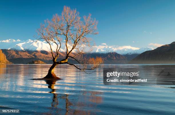 dawn und der baum am lake wanaka, neuseeland - lake wanaka stock-fotos und bilder