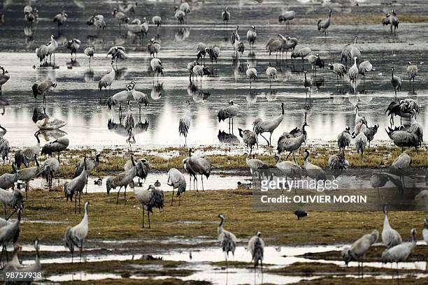 Cranes stand in a lake near Skoevde on April 7, 2010. Every spring, about 15000 cranes make a stopover in this area on their way back to North. Up to...