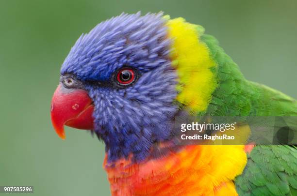 parakeet - rainbow lorikeet stock pictures, royalty-free photos & images