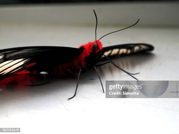 monsieur papillon - papillon stock pictures, royalty-free photos & images