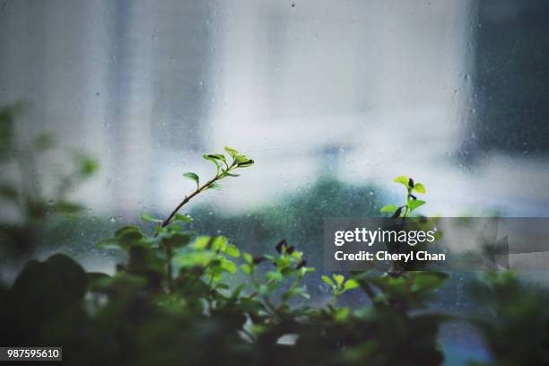 Window Sill Raining Window Sill Rain Photos and Premium High Res Pictures - Getty Images