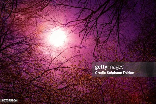 sunset under tree / coucher de soleil et arbres - coucher de soleil fotografías e imágenes de stock