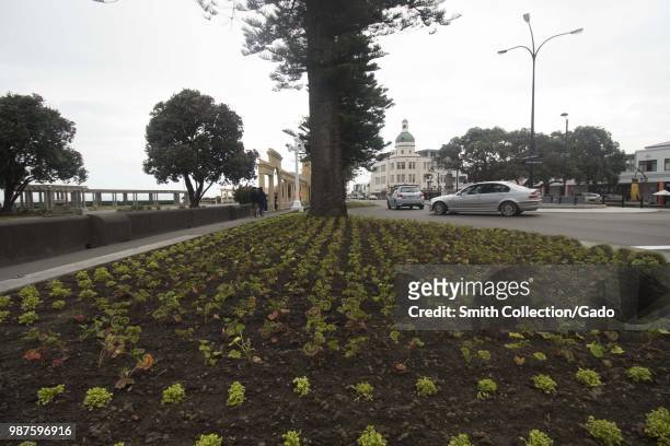 Low-angle view down plants on Marine Parade in Napier, New Zealand on an overcast day, November 29, 2017.