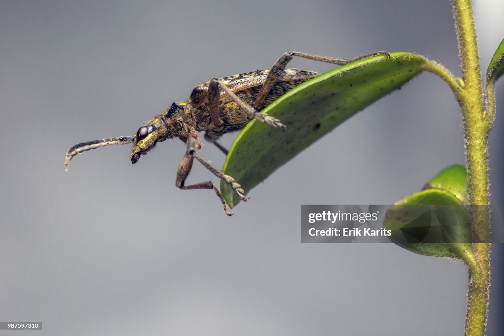 A beetle on a leaf.