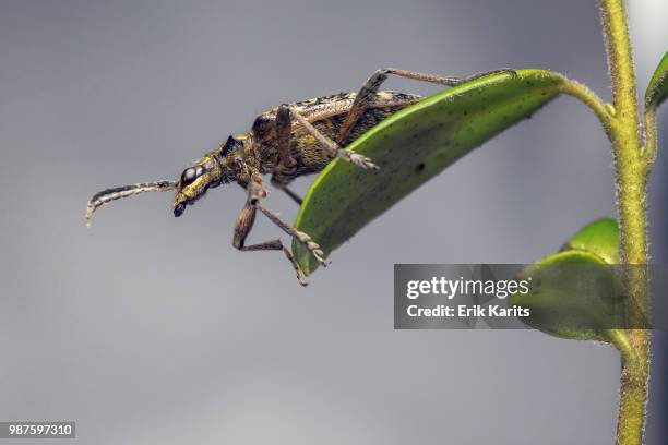 a beetle on a leaf. - leaf beetle stock pictures, royalty-free photos & images
