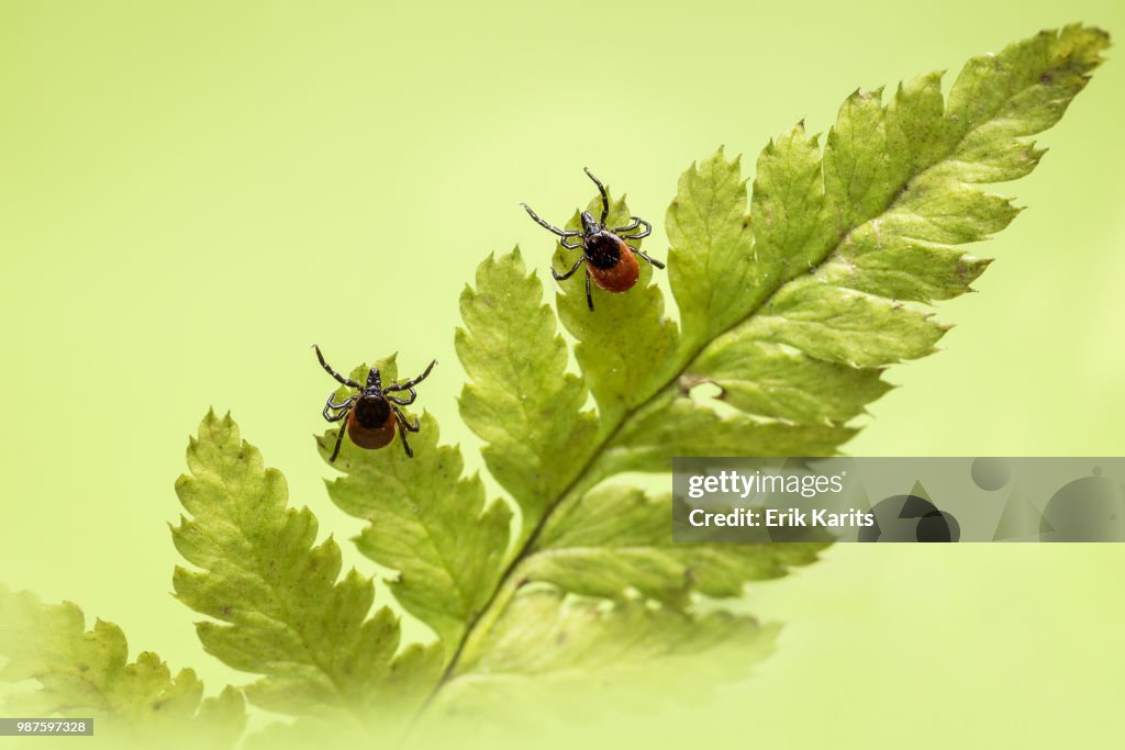 Insects on a fern leaf.