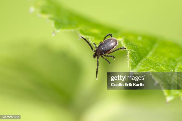 30.jpg - deer tick stock pictures, royalty-free photos & images