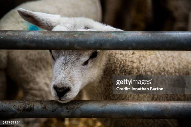 little lamb - enclos à moutons photos et images de collection