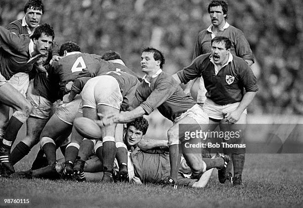 Wales scrum-half Terry Holmes throws the ball out from the scrum during the Rugby Union International match against Ireland held at Cardiff Arms Park...
