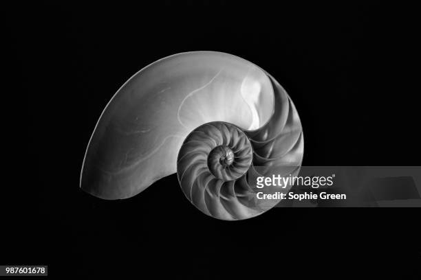 nautilus shell - perlboot stock-fotos und bilder