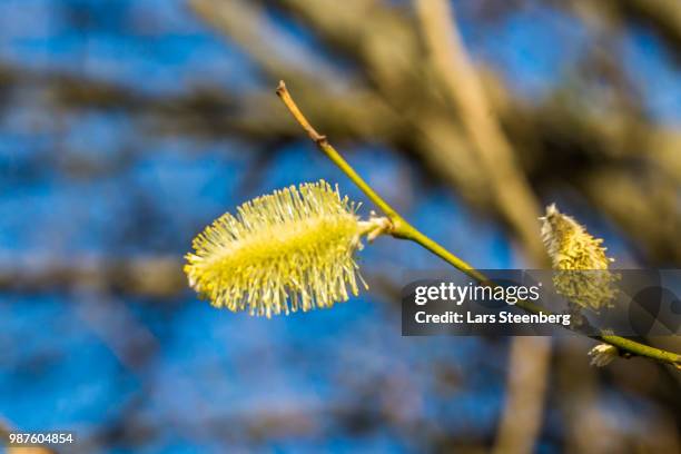 yellow flower nud - nud foto e immagini stock