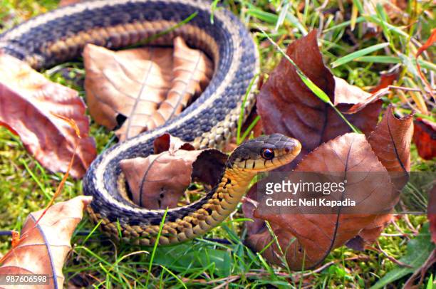 snake - garter snake fotografías e imágenes de stock