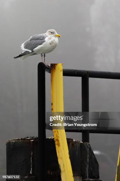 Seagull On Post, Stockfoto