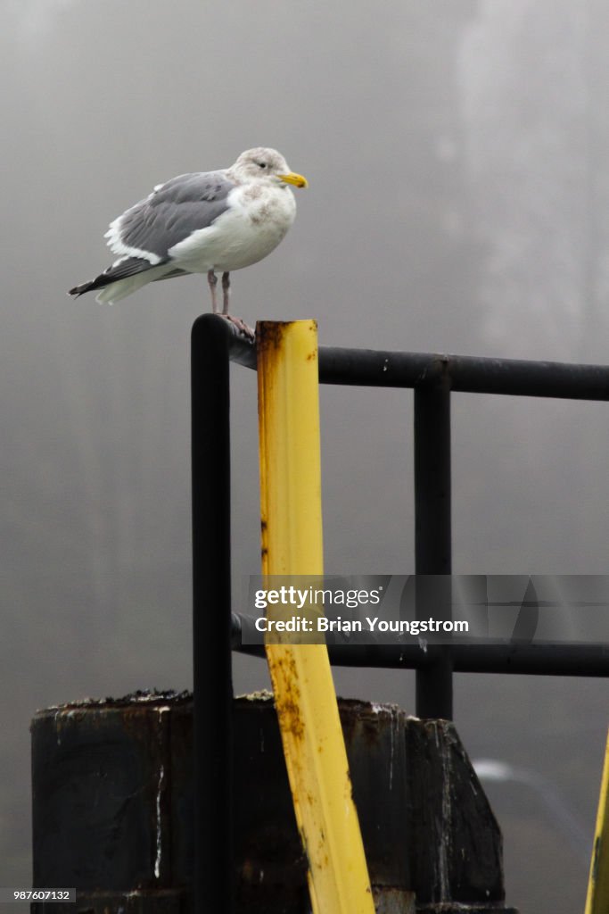 Seagull on post