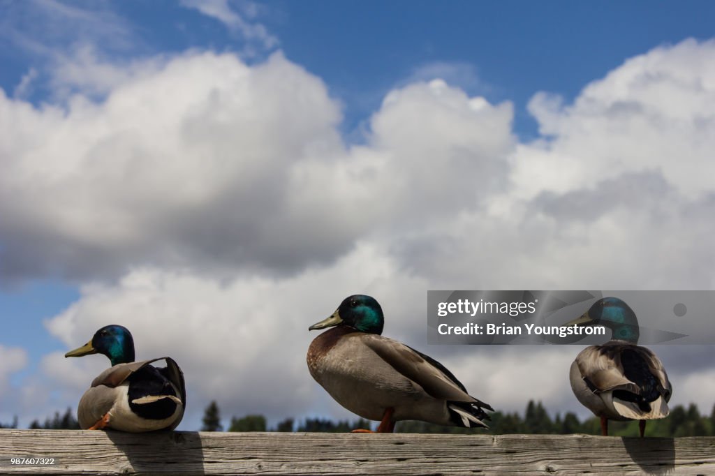 Ducks in a row