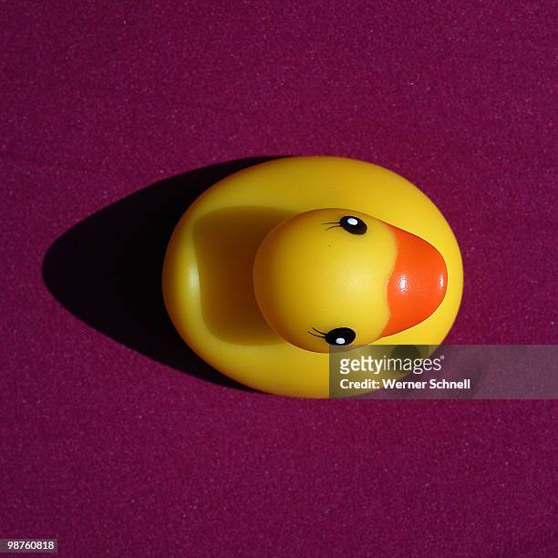 brave new world : google earth 5.0 watches my litt - rubber duck stock pictures, royalty-free photos & images