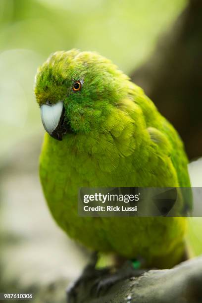 Cyanoramphus Unicolor Photos and Premium High Res Pictures Getty Images