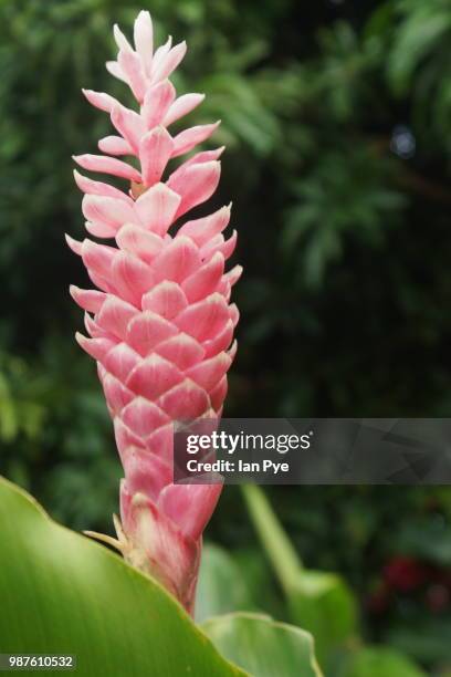 alpinia purpurata on st kitts - ginger flower stock pictures, royalty-free photos & images
