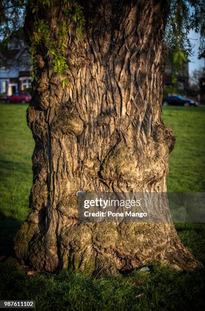 shape tree - mango leaf stock pictures, royalty-free photos & images