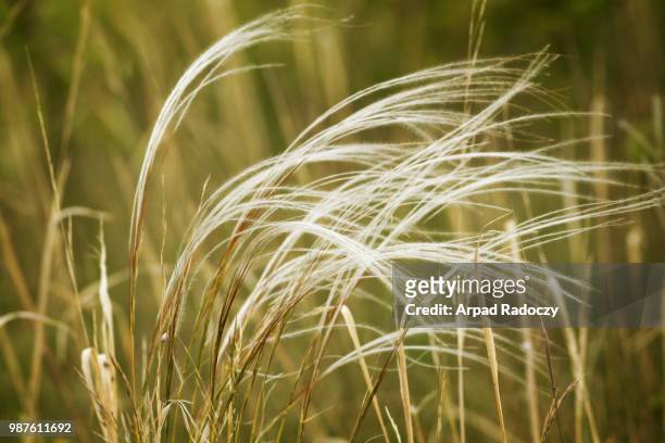 stipa field in the wind - stipa stock pictures, royalty-free photos & images