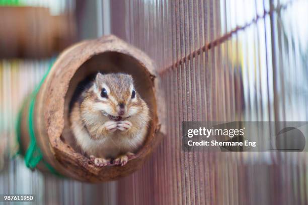 Risu Rabbit 43 Risu Stock Photos, High-Res Pictures, and Images - Getty Images
