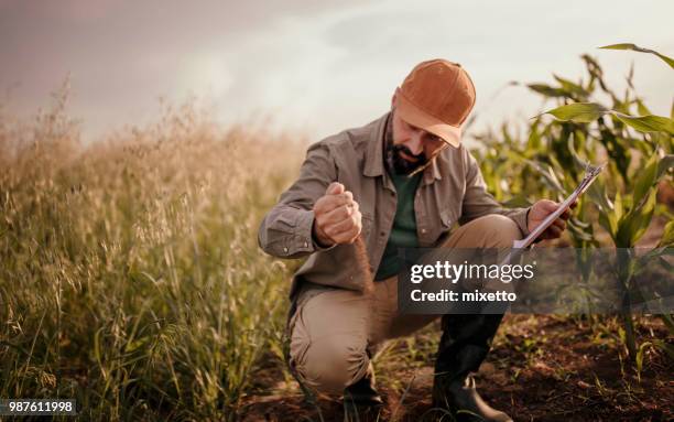 granjero analiza su tierra - agrónomo fotografías e imágenes de stock