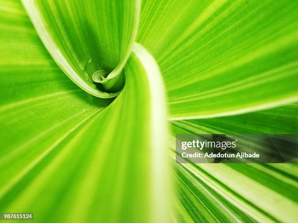 green twister - twister stock-fotos und bilder