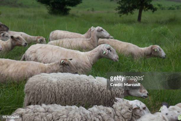 schapen trekken door hoog gras - gras field stock pictures, royalty-free photos & images