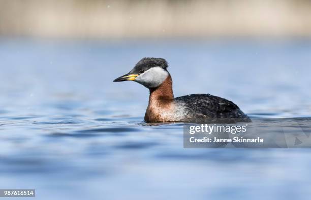 red-necked grebe - roodhalsfuut stockfoto's en -beelden