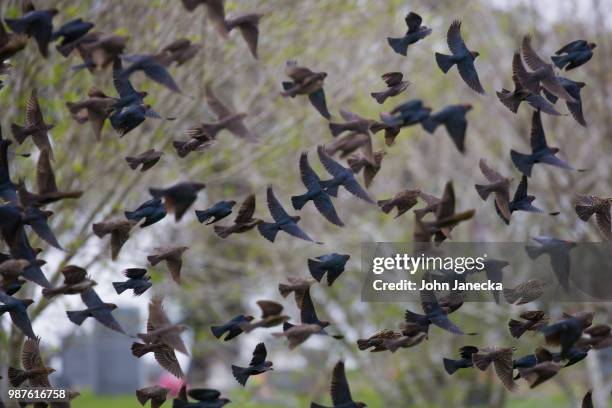 brown-headed cowbird generations - brown headed cowbird stock pictures, royalty-free photos & images