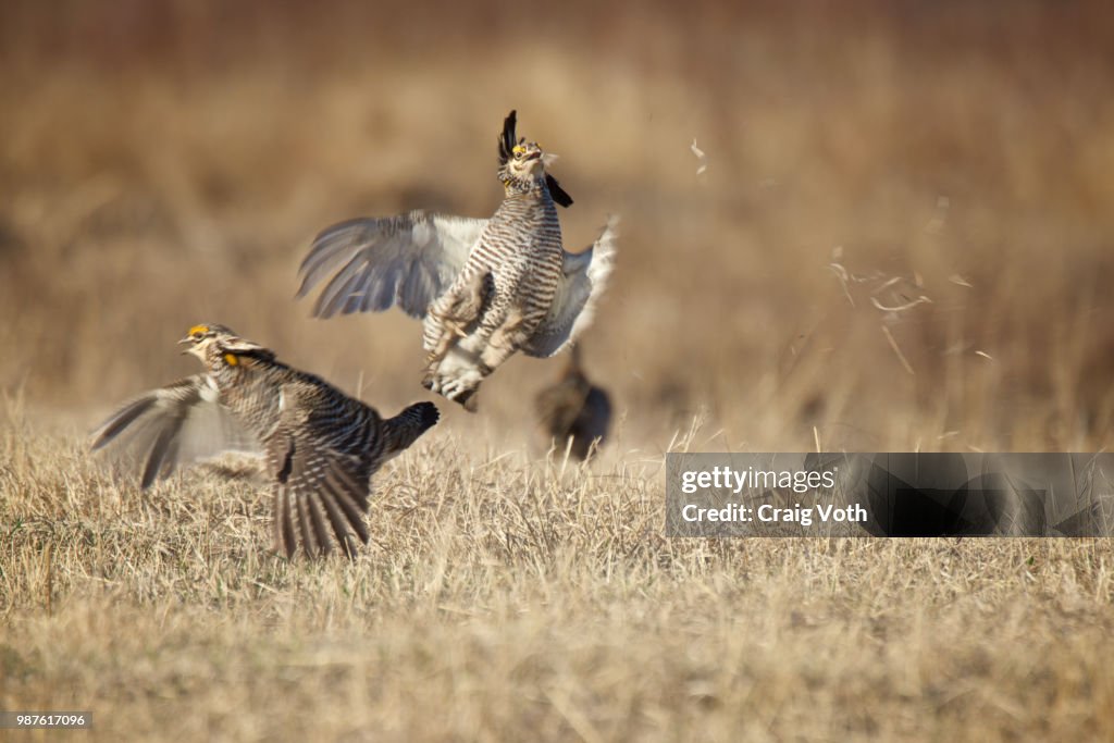 Prairie Chicken Dance