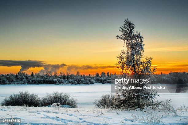 winter in grande prairie - albena stock-fotos und bilder