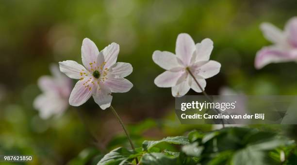 spring is in the air - blij stock pictures, royalty-free photos & images