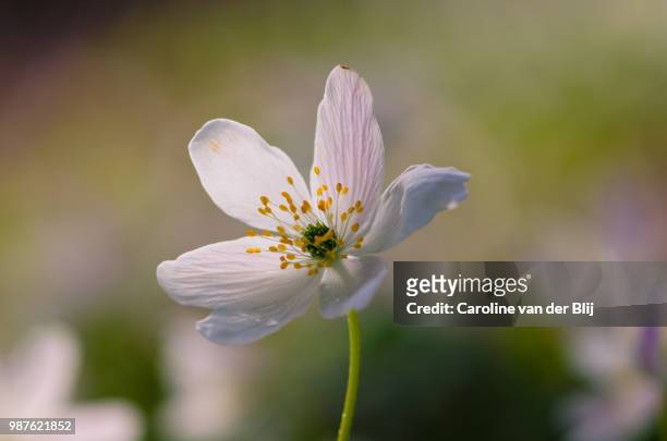 wood anemone in sunlight - blij stock pictures, royalty-free photos & images
